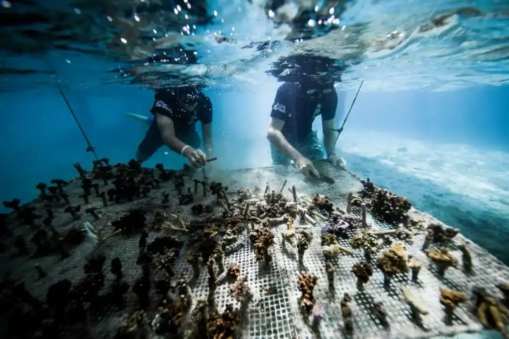 Coral-Gardeners-of-Tahiti