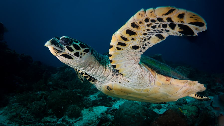 Hawksbill turtle