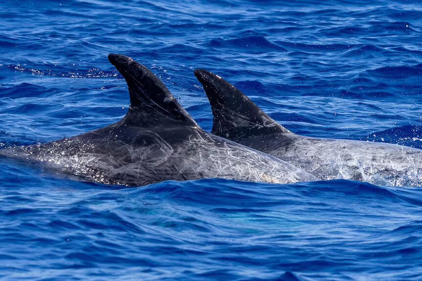 Looking like a marine scribbly gum, the Risso's dolphins' markings are caused by social teeth raking within the pod.
