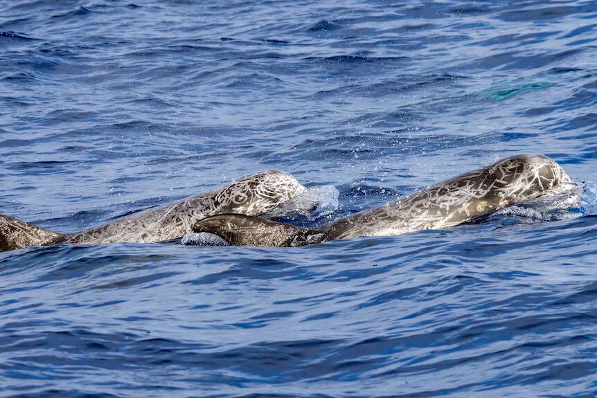 Risso's dolphins are family-oriented mammals, which may live in pods of 100 or more
