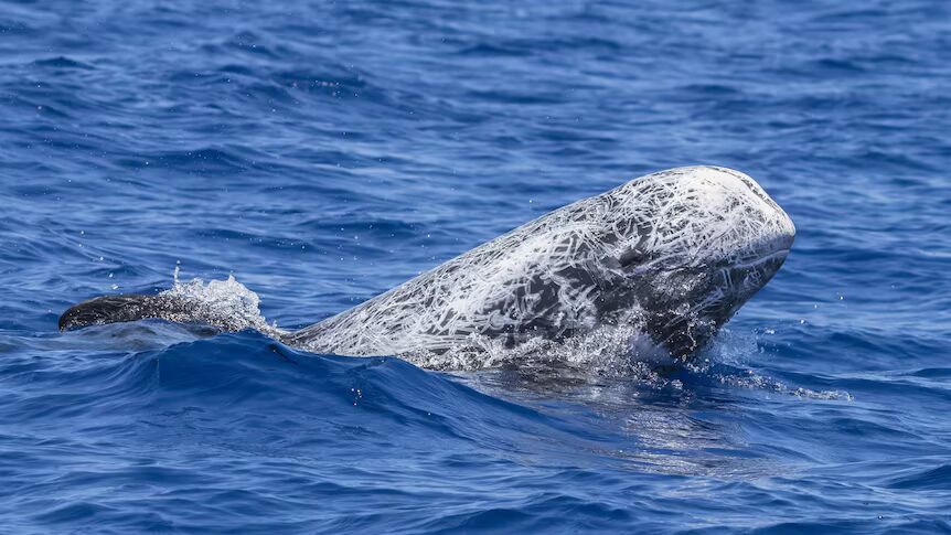Veteran ocean wildlife photographer Jodie Lowe was excited to see her first Risso's dolphin