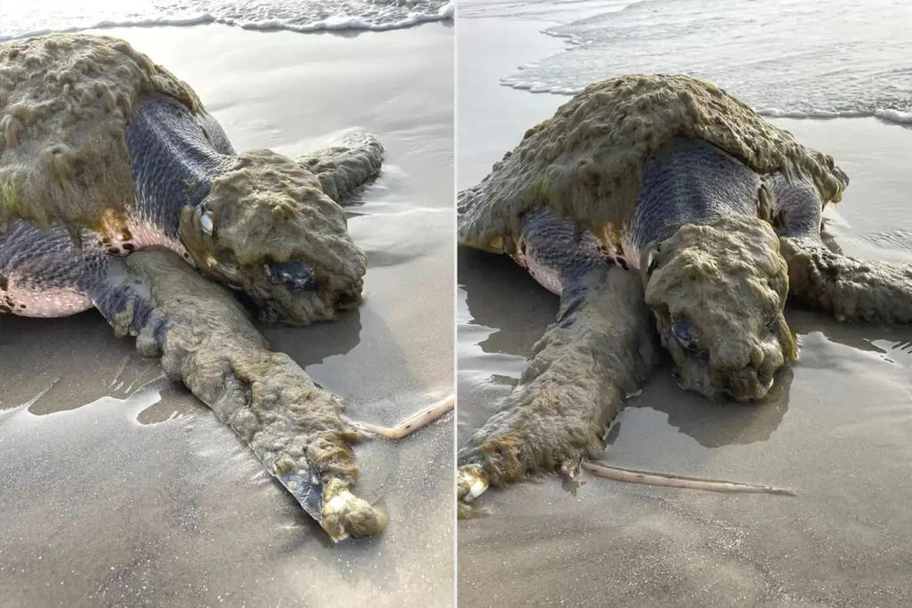 Kemp’s Ridley Sea Turtle Rescue Near Galveston: The Rescue of One of the Ocean’s Rarest Turtles