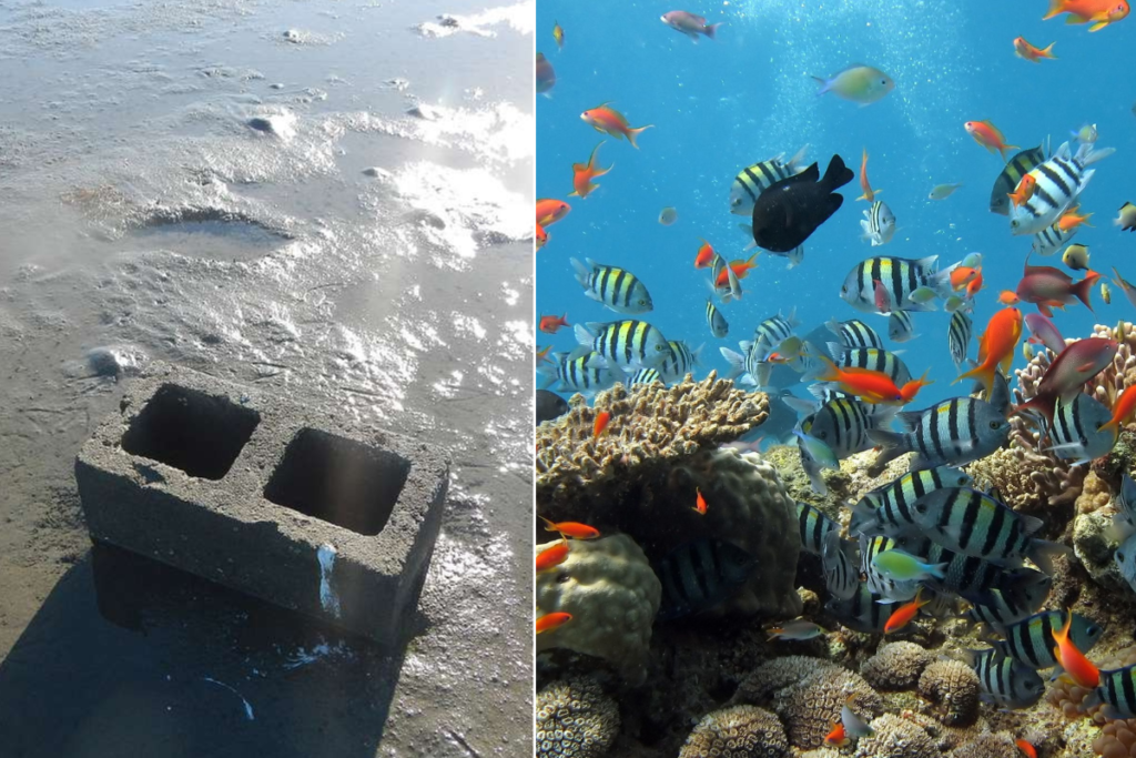 Concrete Structures Offer New Hope for Coral Reef Restoration