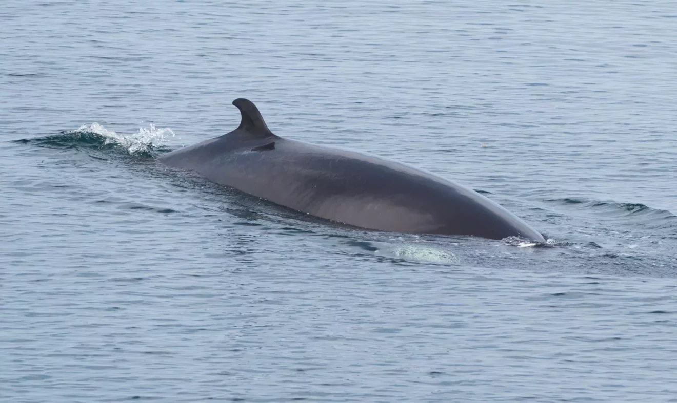 Shocking Warning Over Whale and Dolphin Decline in UK Waters