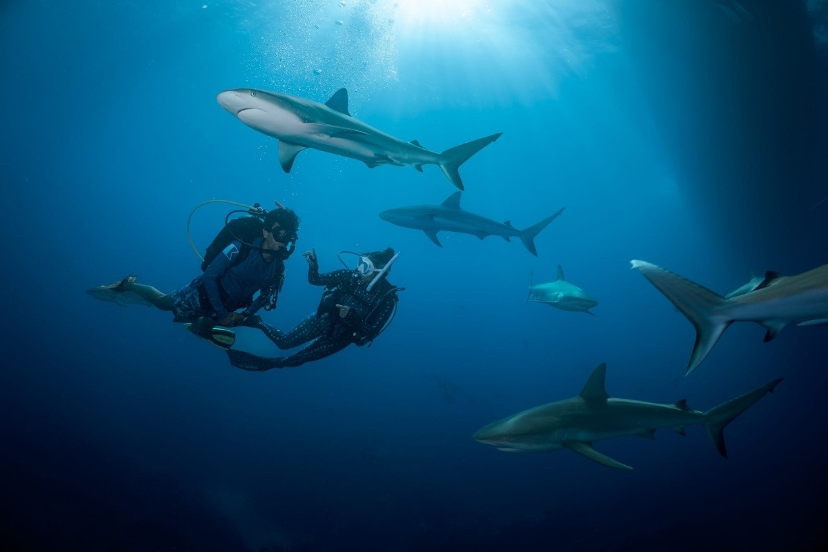 Bucket List Diving: Seven of the World’s Best Places to Dive With Sharks