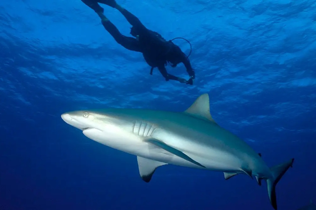 Fiji Shark Bite Leaves Fishing Content Creator With Four Surgeries, Full Use of His Leg