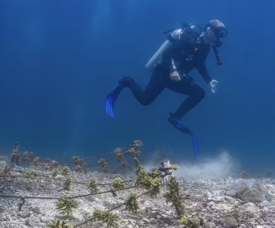 A scuba diver stirs up sediment at a coral restoration site in Bali, Indonesia.