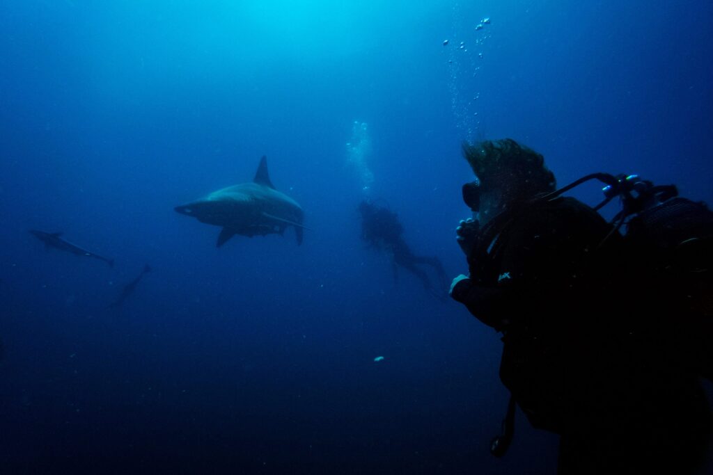 Aliwal Shoal, South Africa