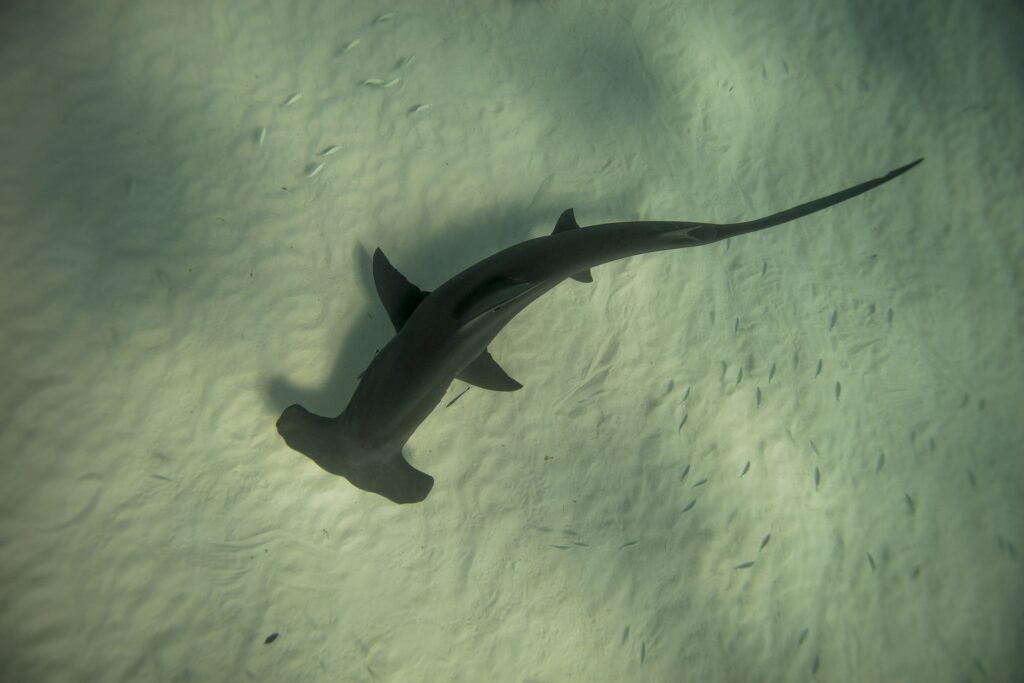 Bimini, Bahamas
