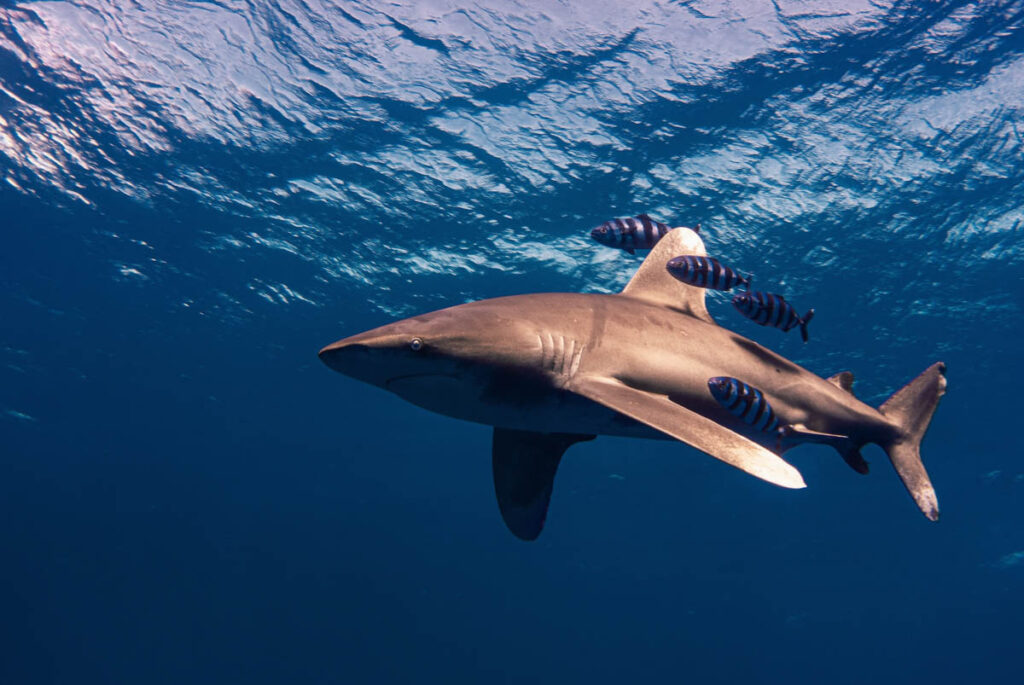 Red-Sea-Safaris-Daedalus-Reef (1)