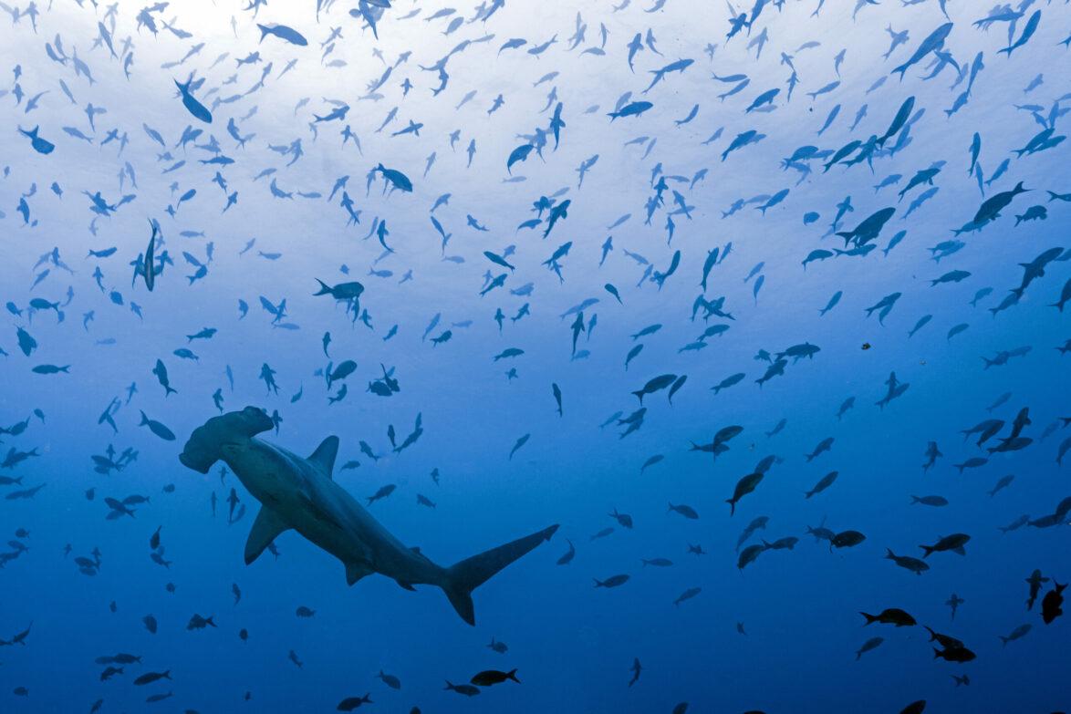 Scalloped-hammerhead-shark-©-Tom-Shlesinger-scaled-1174x0-c-default