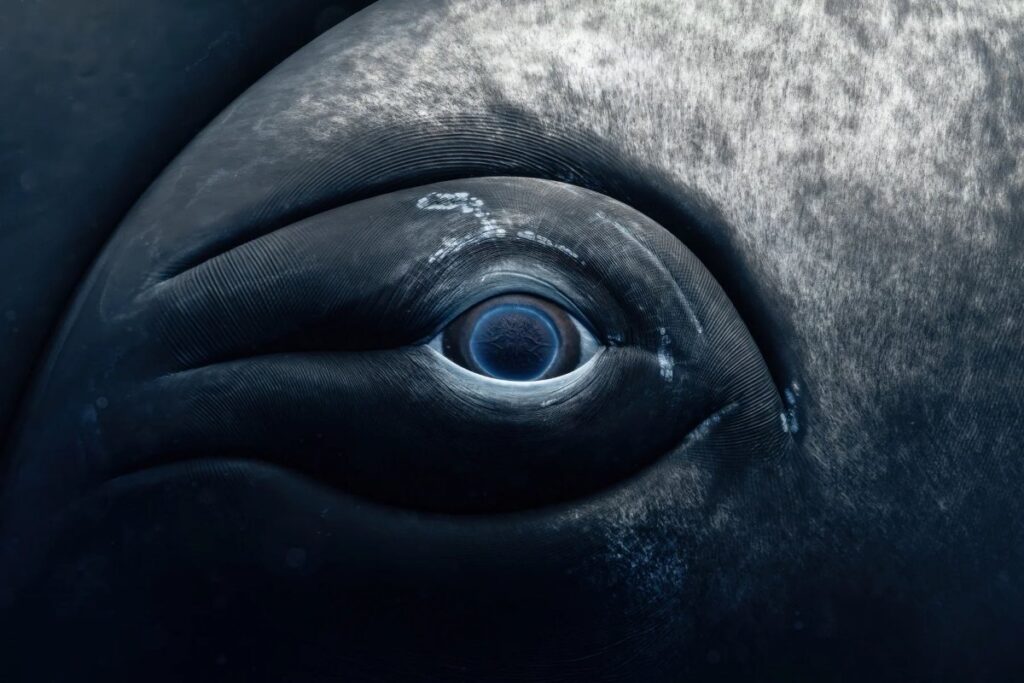 Closeup of humpback whale eye known as Sweet Girl, photographed off Moorea French Polynesia