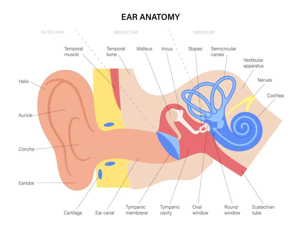 Medical cross-section of the human ear showing the outer ear, ear canal, eardrum, middle ear, ossicles, cochlea, semicircular canals and Eustachian tube