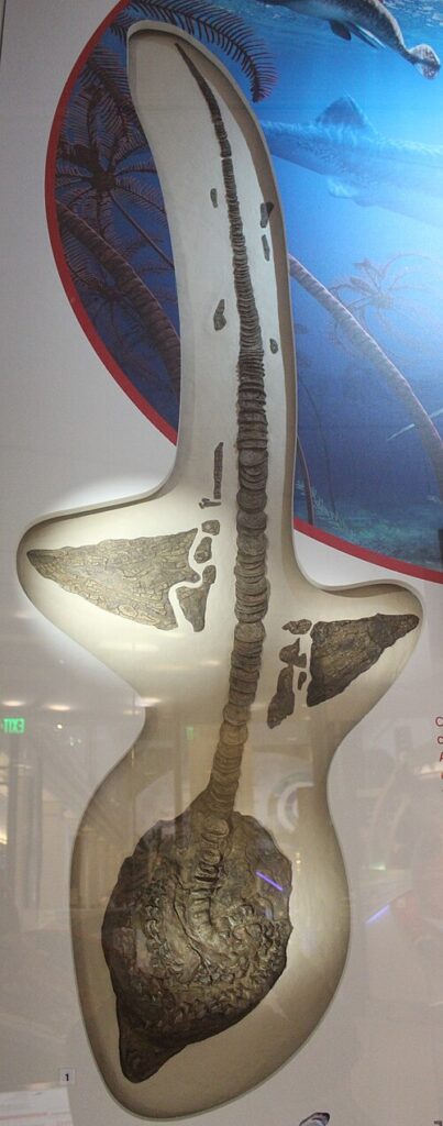 Squalicorax pristodontus