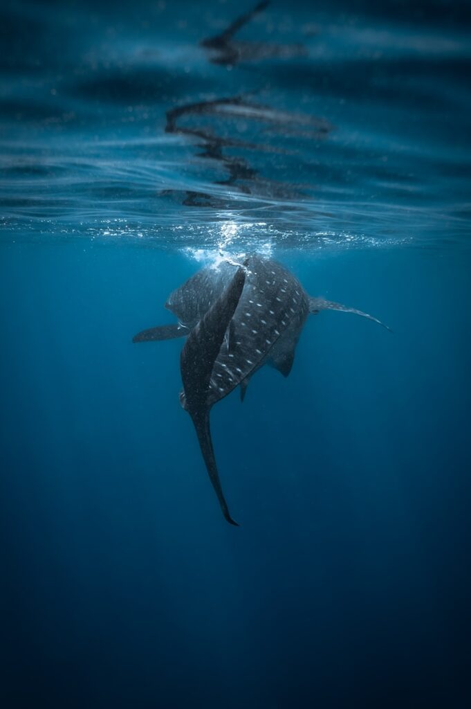Whaleshark_Mohsen (1)