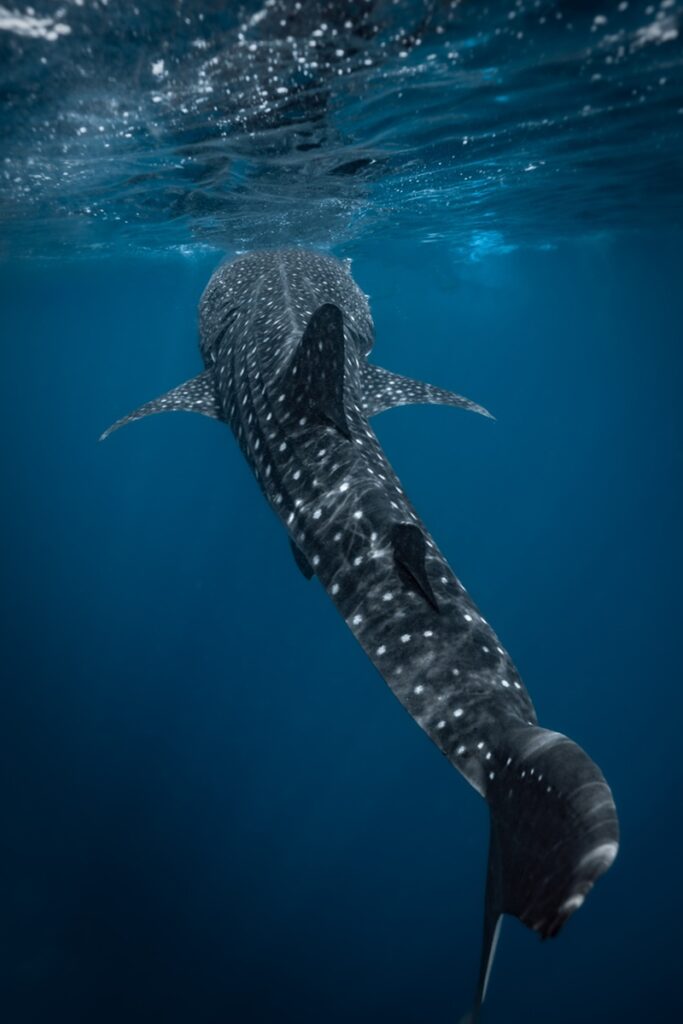Whaleshark_Mohsen (2)