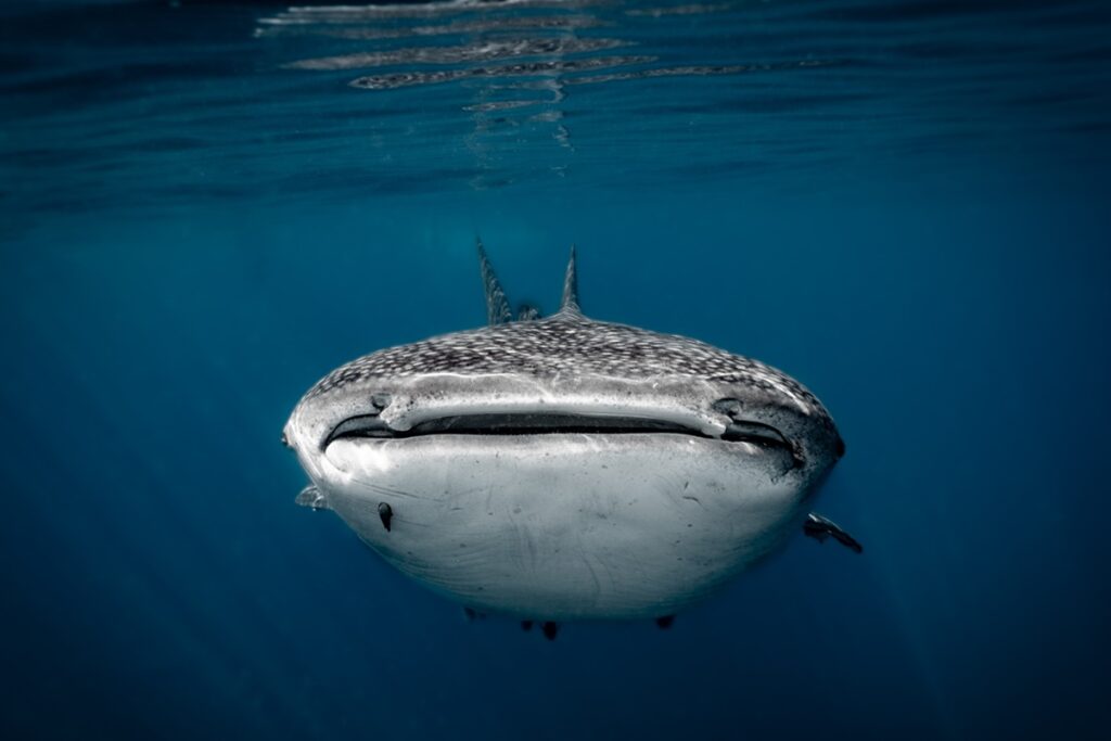 Whaleshark_Mohsen (4)