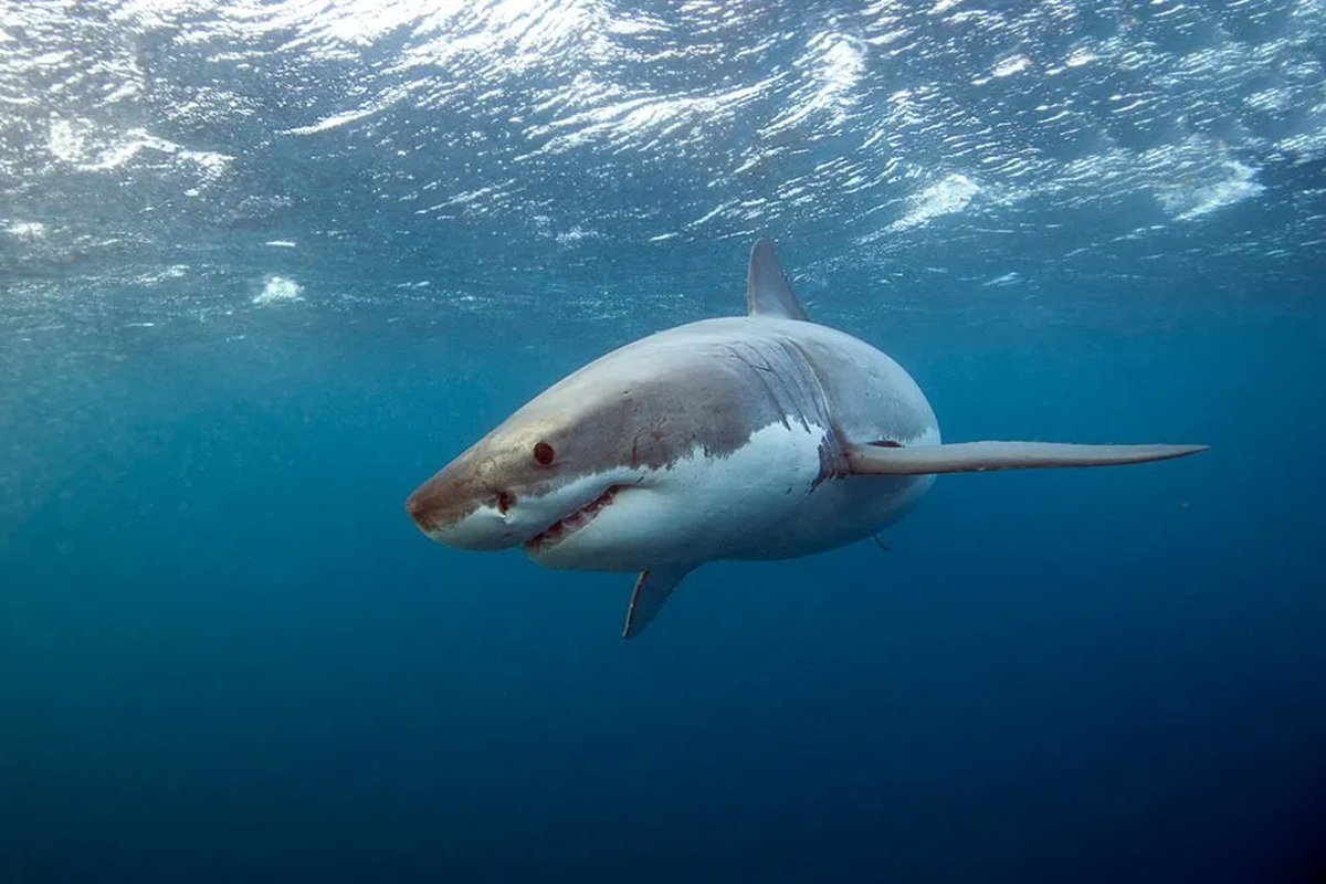 White Shark Pulls Lifeguard Underwater After Grabbing Rescue Float in Maine