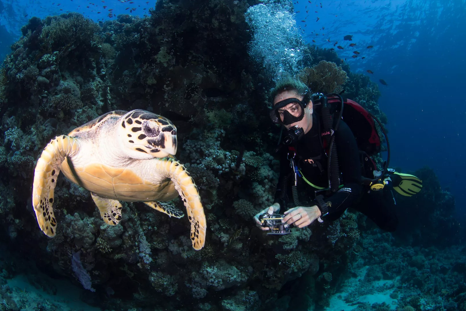 shark and yolanda reef 04