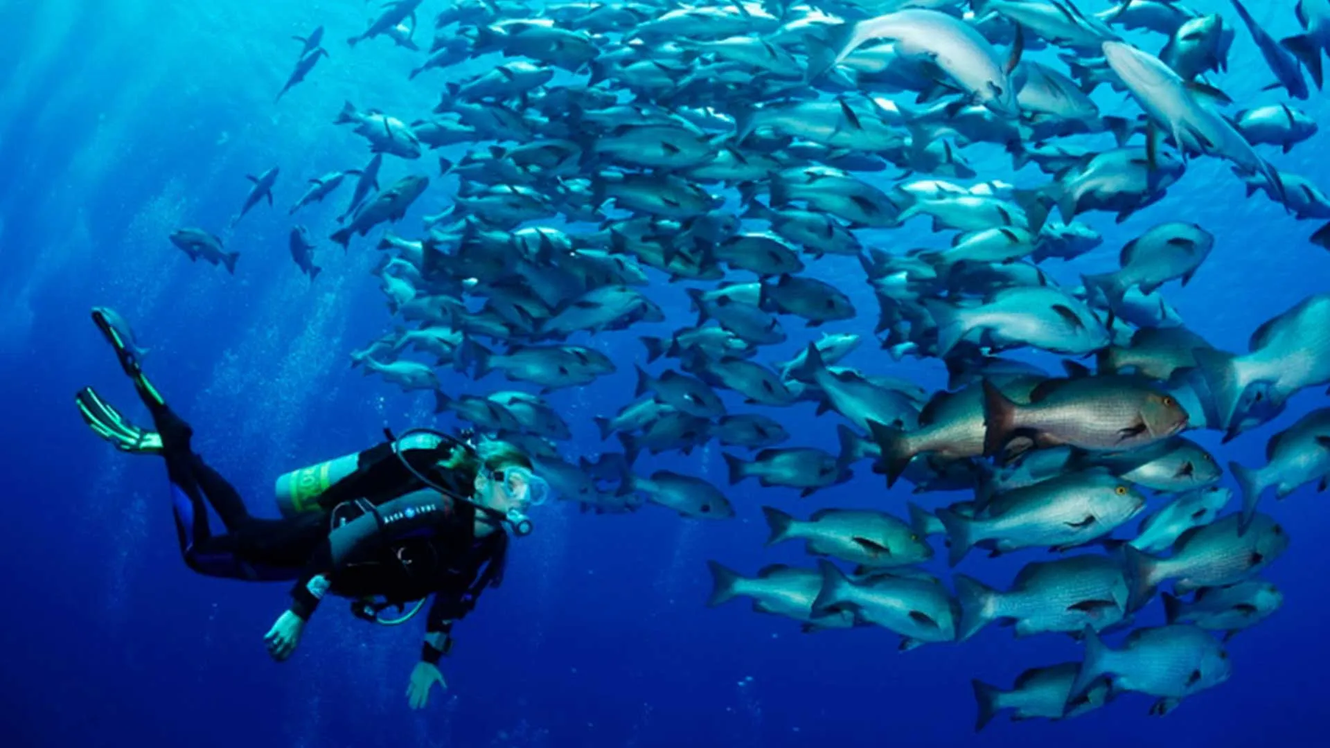 shark and yolanda reef 05
