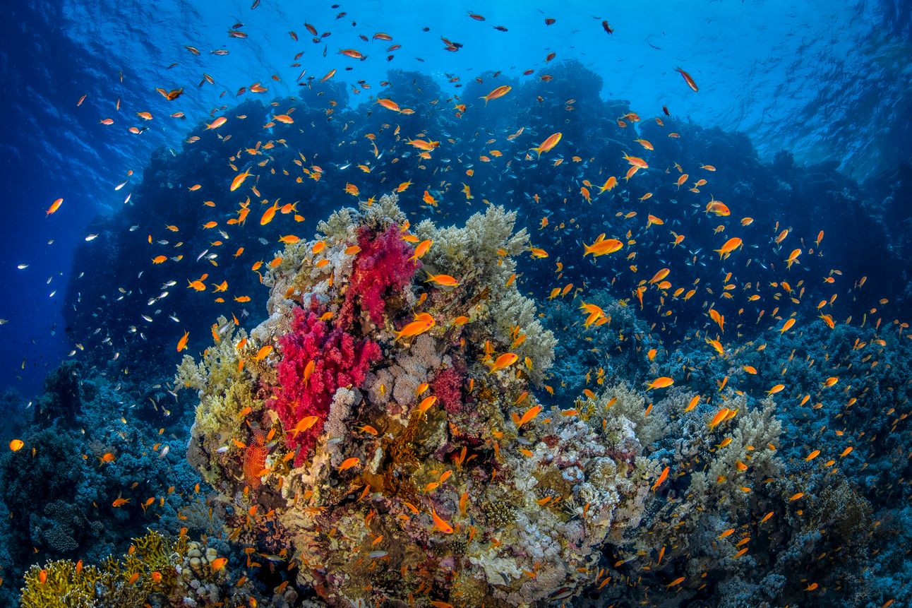 shark and yolanda reef 06
