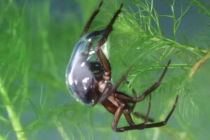 the water spider