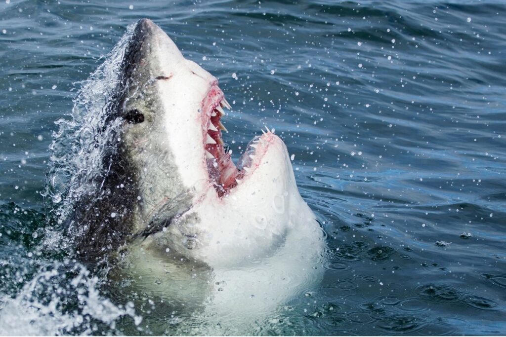 Diver Hospitalized after shark bite in qubec