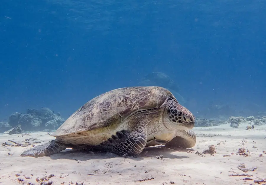 A green sea turtle swimming over a reef