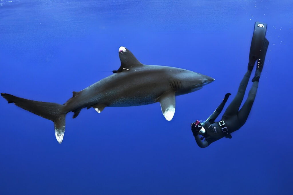 Tips for Freediving With Sharks