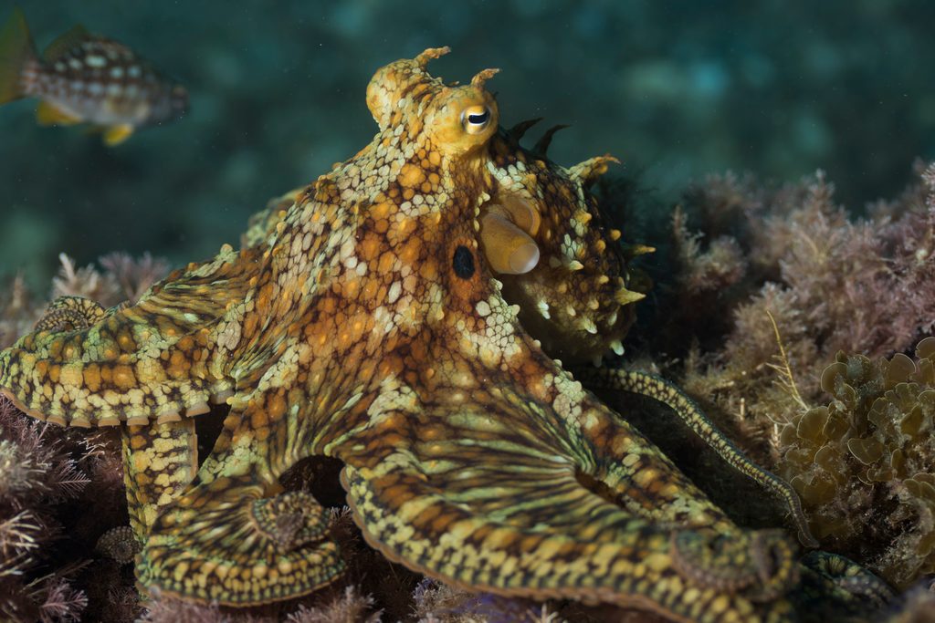 An octopus camouflaged against the reef