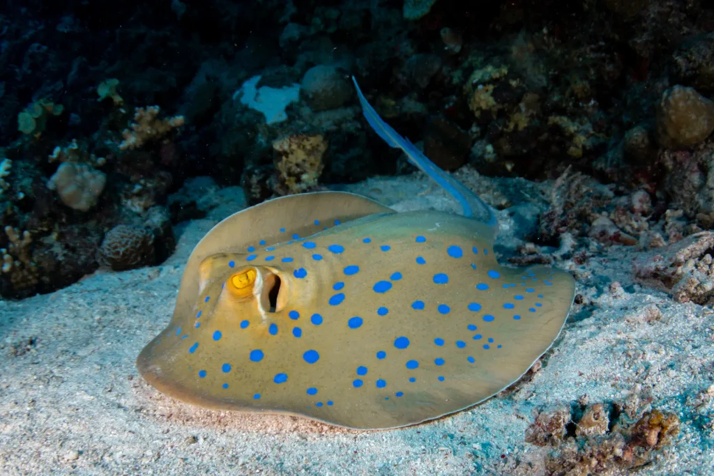 A blue-spotted ribbontail ray resting on the sand