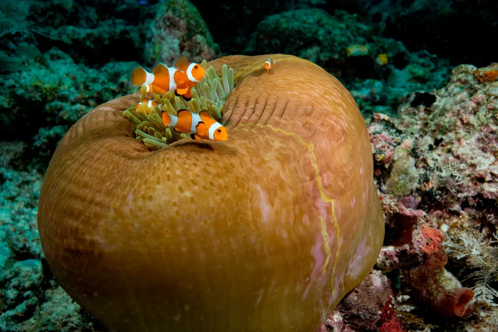 A clownfish among the tentacles of a sea anemone