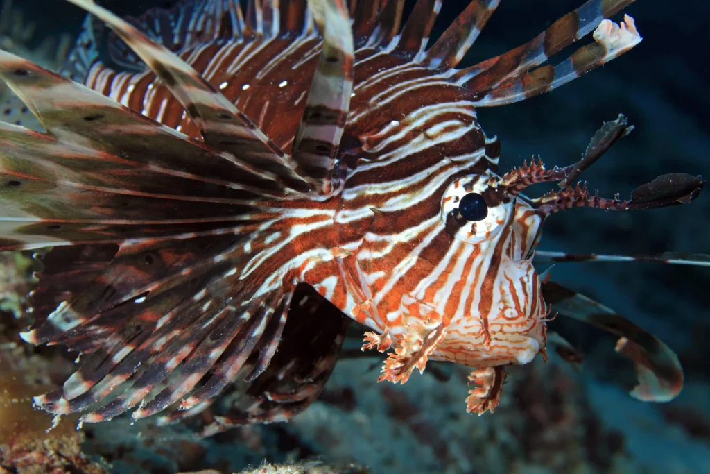 A lionfish with its feathery fins spread