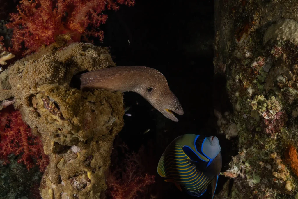 A giant moray eel looking out from a crevice