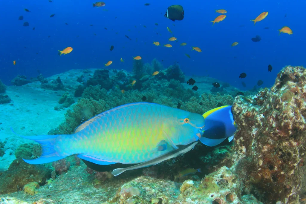 A colourful parrotfish swimming near coral