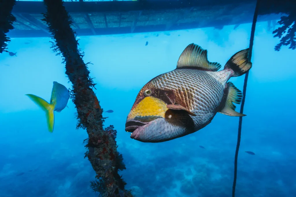 A titan triggerfish swimming over the reef