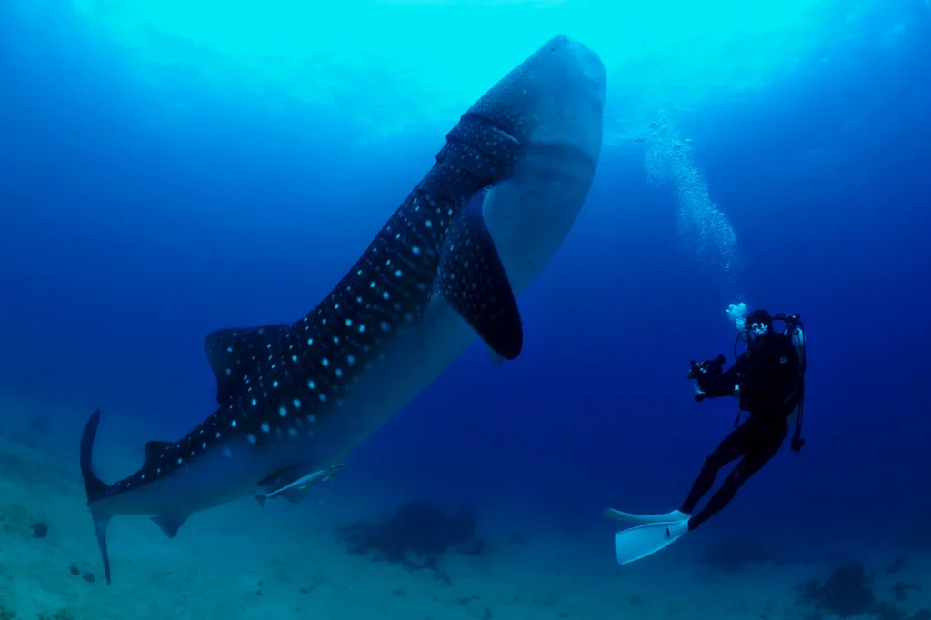A whale shark swimming in the Red Sea