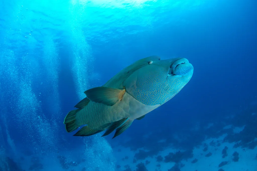 A Napoleon wrasse swimming past the reef